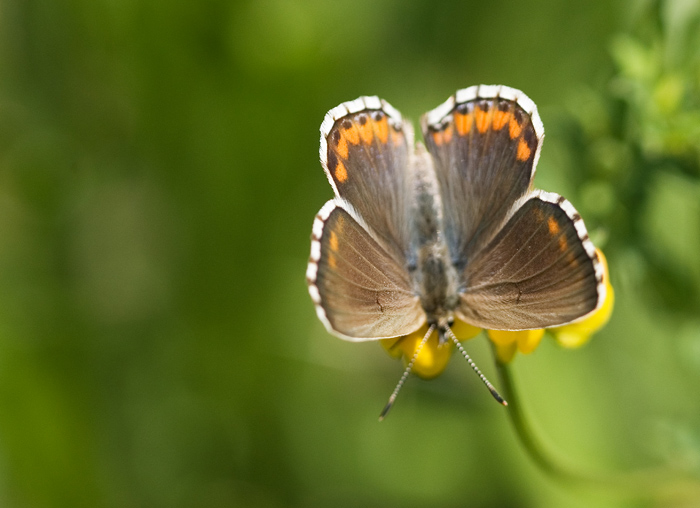 Polyommatus bellargus